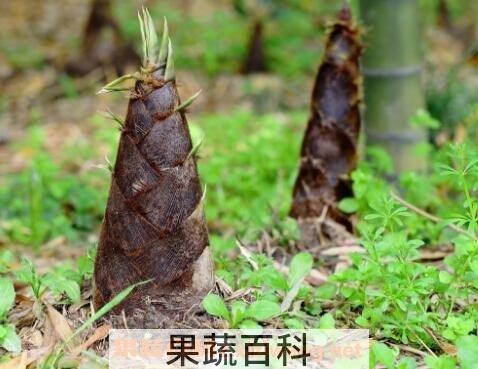 竹笋与冬笋的区别 竹笋的营养你价值