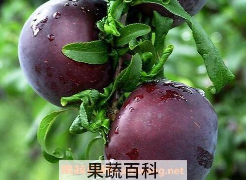 黑布林的副作用
