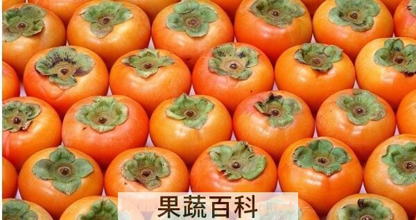  柿子和什么不能一起吃
