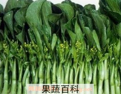 白油菜苔的功效和营养价值