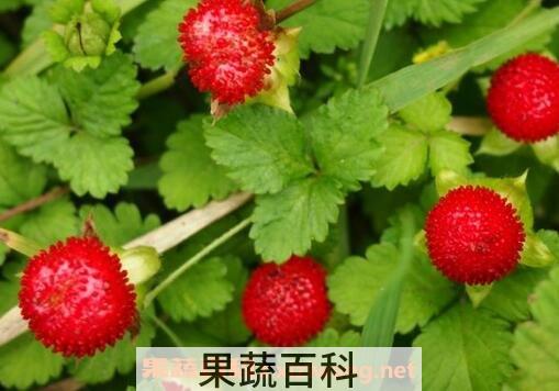 蛇莓能吃吗