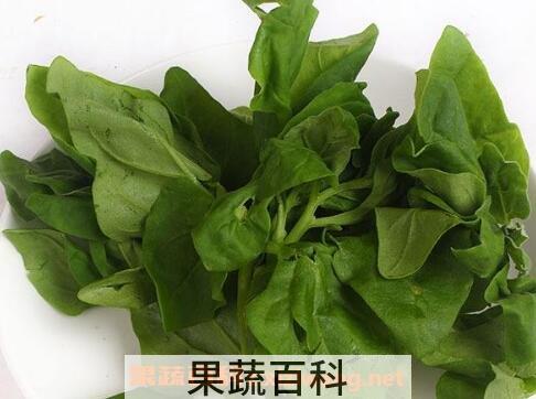 野菜水菠菜能吃吗 野菜水菠菜的吃法