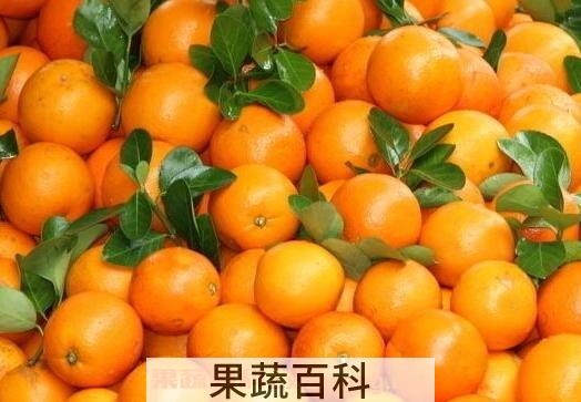 吃桔子上火吗