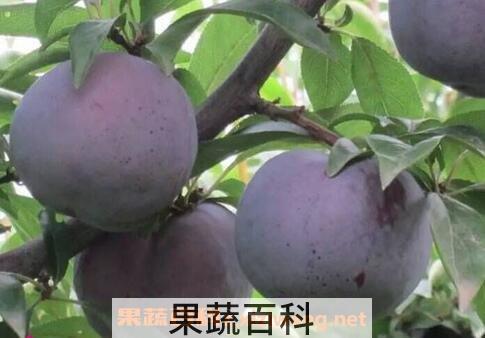 吃黑布林的好处与坏处