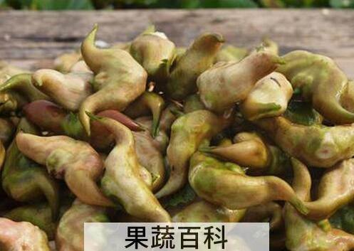 果蔬百科菱角的功效与用法