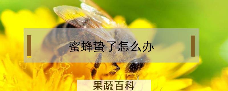 蜜蜂蛰了怎么办