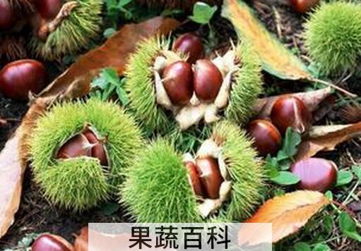 果蔬百科水煮栗子怎么去皮