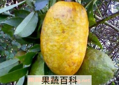 牛卵坨的功效与作用