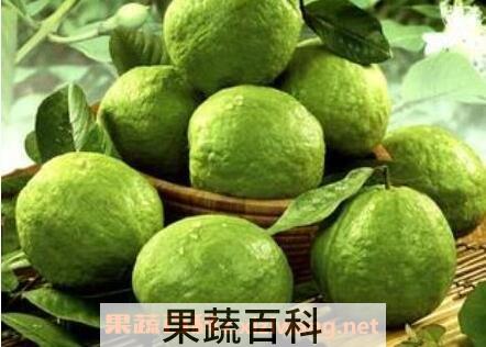 番石榴皮能吃吗