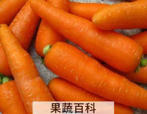 胡萝卜怎么吃最有营养 胡萝卜的吃法技巧
