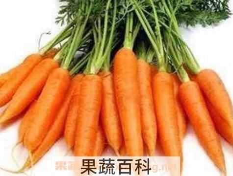 胡萝卜怎么吃最有营养 胡萝卜的吃法技巧