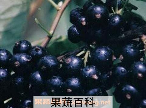 黑豆果的图片 黑豆果的功效与作用
