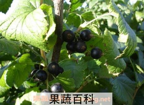 黑豆果的图片 黑豆果的功效与作用