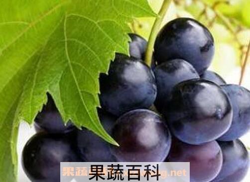葡萄是酸性还是碱性