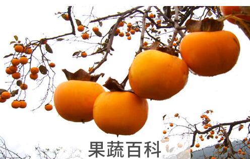 果蔬百科柿子
