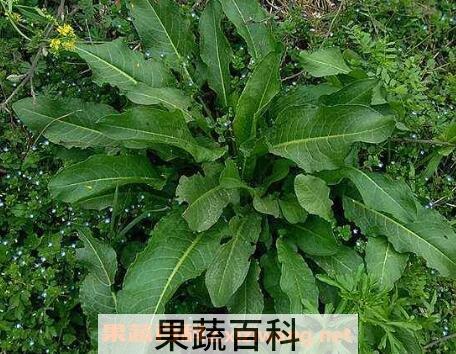 野菠菜根的功效与作用