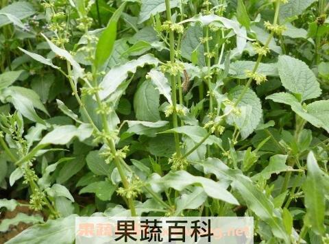 野菠菜根的功效与作用