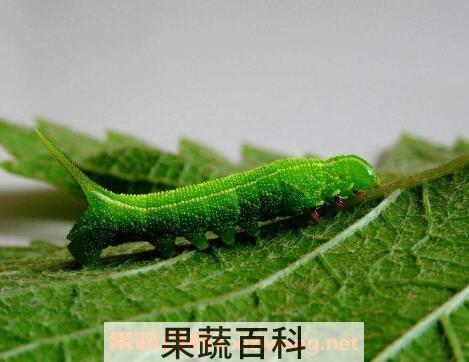 豆虫的营养价值与功效 豆虫的食用方法