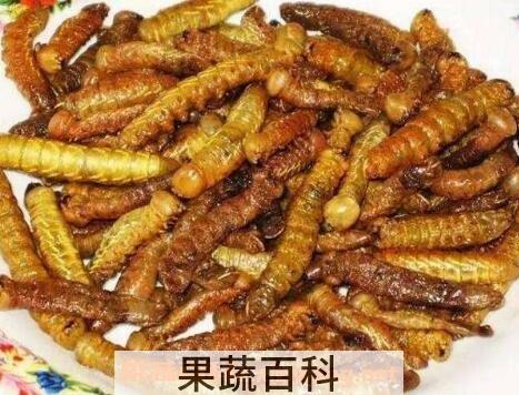 豆虫的营养价值与功效 豆虫的食用方法