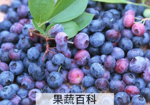 果蔬百科蓝莓怎么清洗最干净