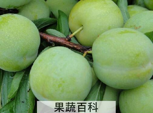 果蔬百科青李子的功效与作用