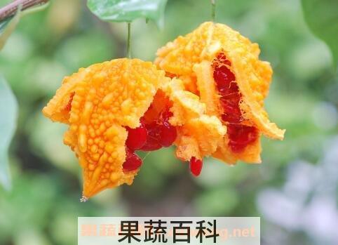 癞葡萄怎么吃 癞葡萄的种植方法
