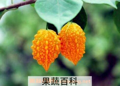 癞葡萄怎么吃 癞葡萄的种植方法
