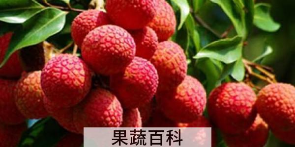 荔枝一次最多可以吃几颗