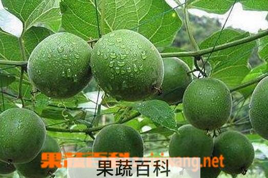 果蔬百科罗汉果的作用与副作用