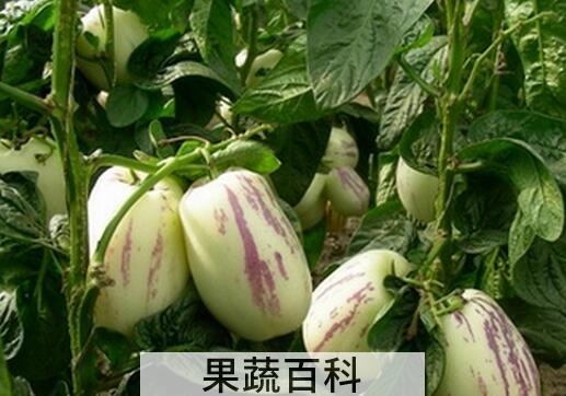 果蔬百科人参果皮能吃吗 