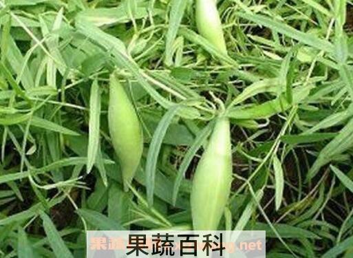 地稍瓜的功效与作用及药用价值