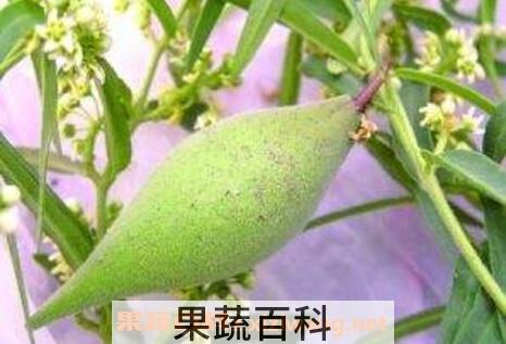 地稍瓜的功效与作用及药用价值