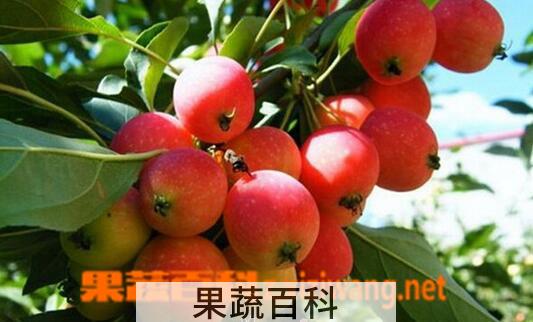 果蔬百科海棠果的营养价值