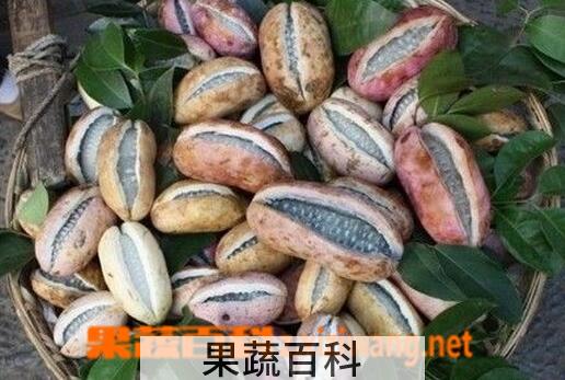 果蔬百科野香蕉的功效与作用