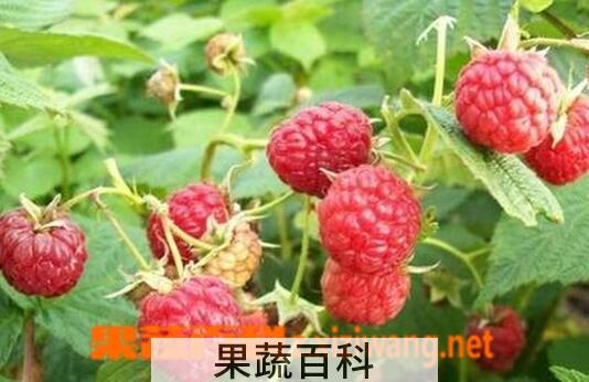 果蔬百科覆盆子的药用功效与作用