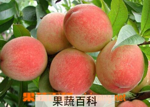 果蔬百科孕妇能吃桃子吗 孕吃桃子的禁忌