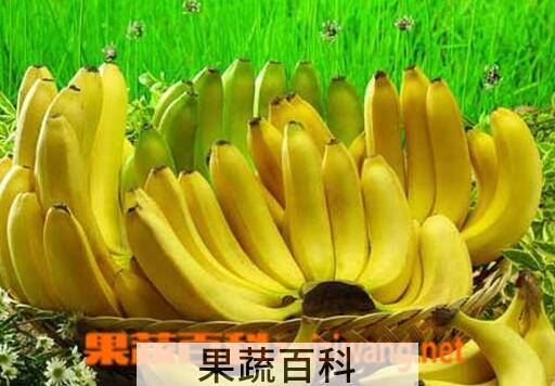 果蔬百科经常吃香蕉的好处有哪些