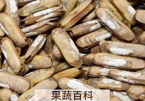 蛏子怎么洗又快又净 蛏子清洗教程