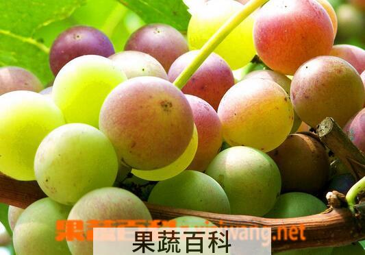 果蔬百科吃葡萄会发胖吗
