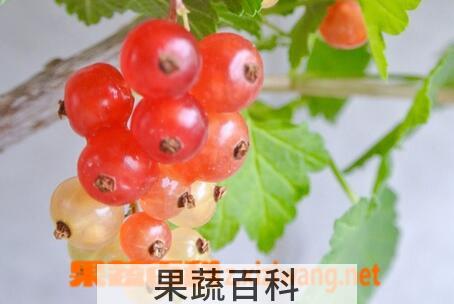 果蔬百科吃醋栗的好处与坏处