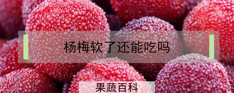 杨梅软了还能吃吗