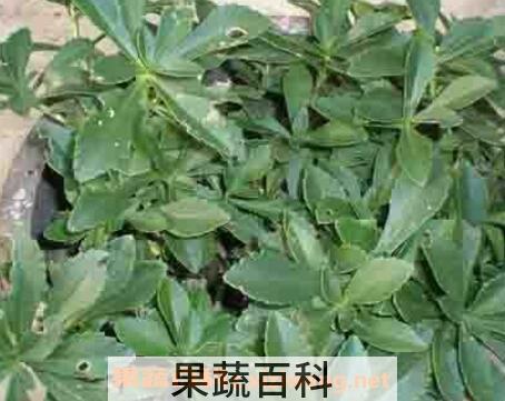 家庭救心菜的种植方法