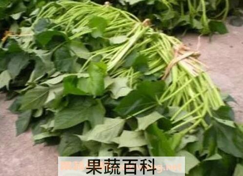 红薯藤的营养价值和药用价值