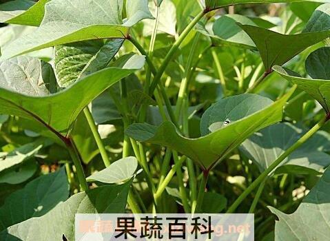 红薯藤的营养价值和药用价值