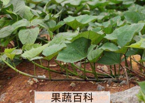 红薯藤的功效与作用