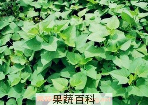 红薯藤的功效与作用