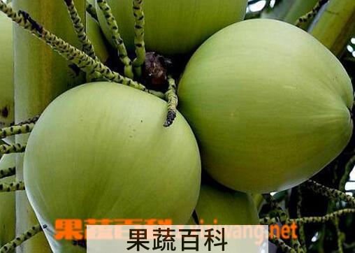 果蔬百科椰青的功效与作用