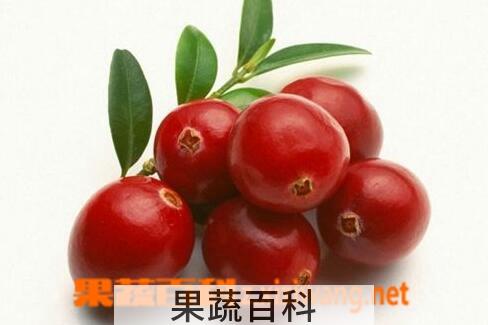 果蔬百科吃蔓越莓的好处有哪些