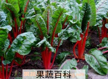 红梗的功效与食用价值