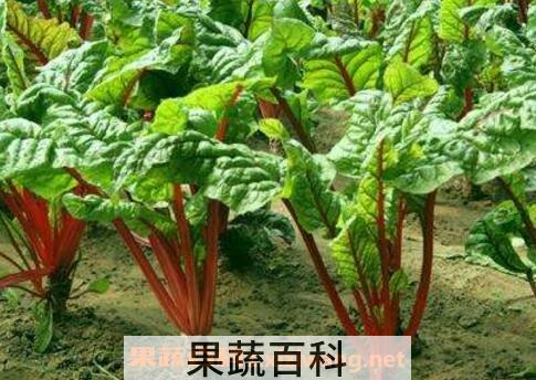 红梗的功效与食用价值